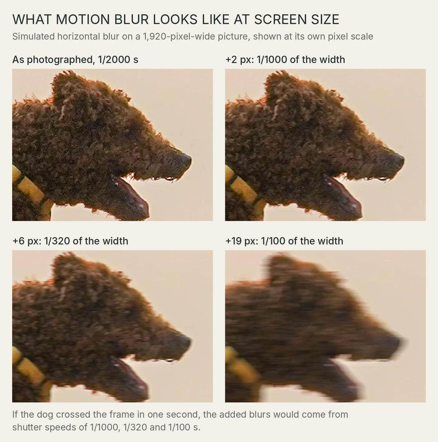 Four crops of a running poodle's head and harness: as photographed, then with 2, 6 and 19 pixels of simulated horizontal motion blur. The 2-pixel version is hard to tell from the original; at 6 pixels the curls and the harness clip soften; at 19 pixels the head is plainly smeared.