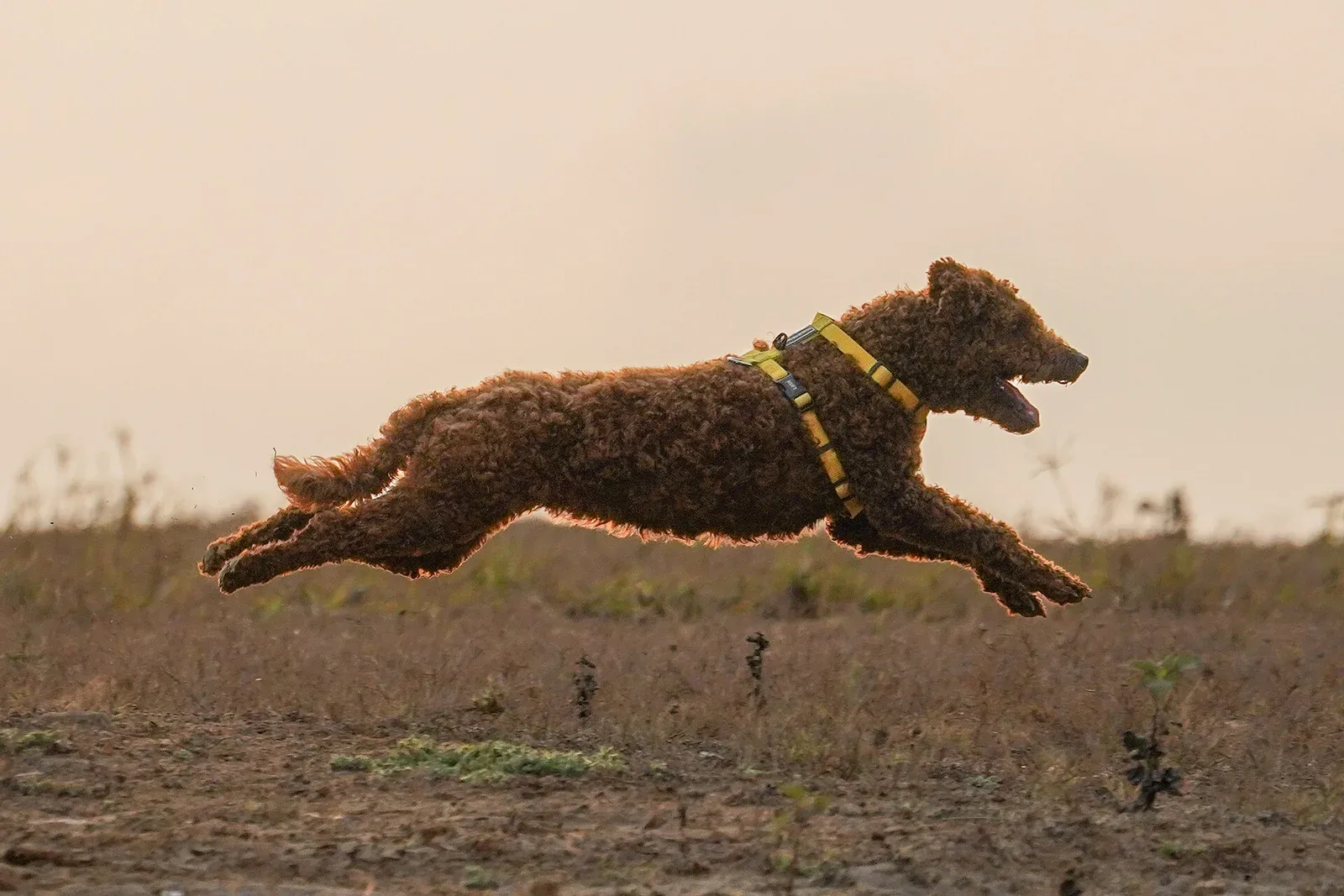 A curly brown miniature poodle in a yellow harness at full stretch in mid-air over dry ground, all four feet off the ground, sharp against a hazy evening sky